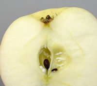 Winter Banana æble